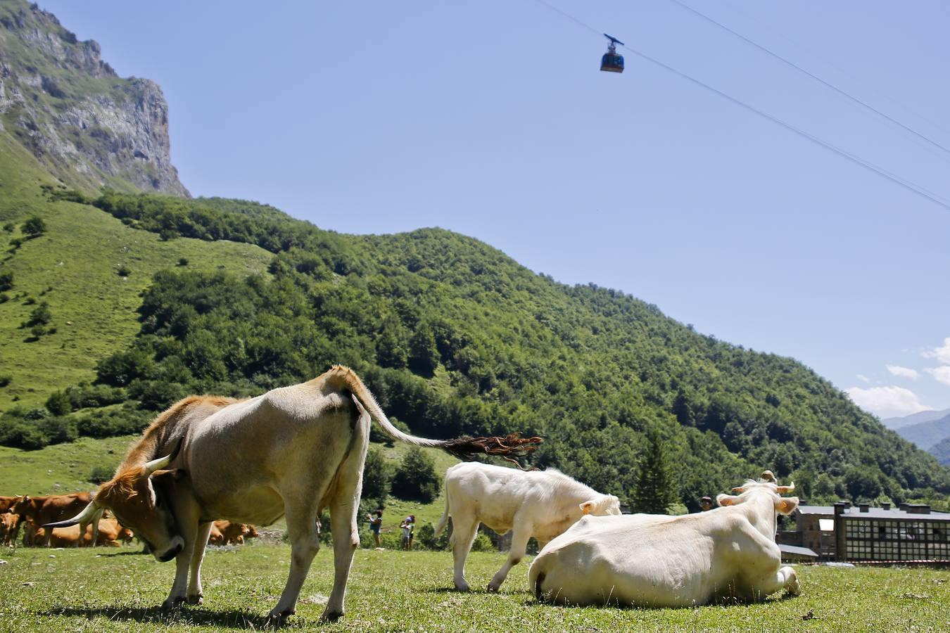 El teleférico de Fuente Dé, un 'ascensor' al paraíso de Picos de Europa