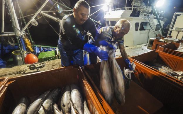 El «alto ritmo» de capturas de la flota puede acortar la costera de bonito