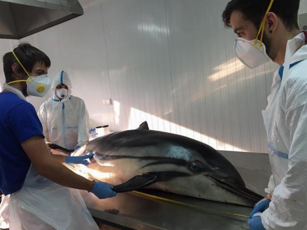 Los delfines de Oyambre murieron por una infección desconocida