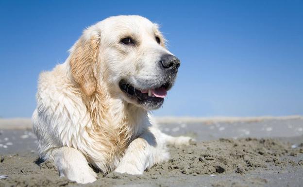 El PP presenta una moción para crear una zona acotada para perros en la playa de Laredo