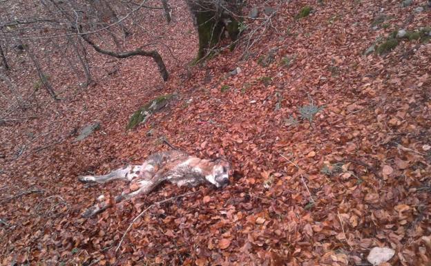 «El lobo nos está matando los animales a las puertas de casa»