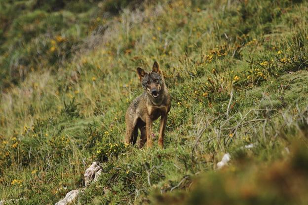 El Gobierno autoriza a cazar hasta julio de 2020 a 34 de los 171 lobos censados