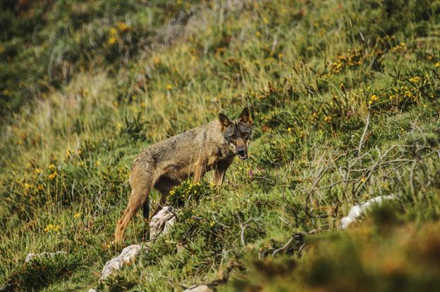 Ganadería revela la metodología para seguir la pista a los lobos y calcular su población en la región