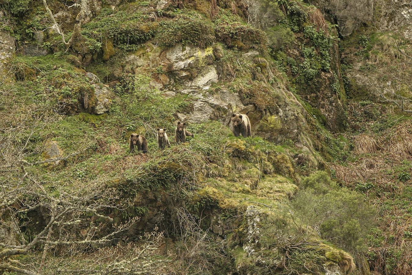 La población de oso pardo se recupera y alcanza los 350 ejemplares en toda la cordillera