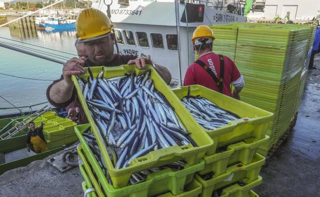 La biomasa del bocarte consigue su segundo mejor resultado histórico