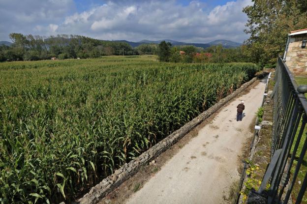 El maíz en Valles Pasiegos