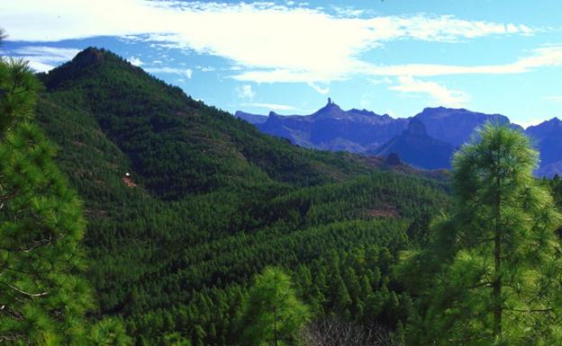 Así es el Parque Natural de Tamadaba, el corazón de la biodiversidad canaria