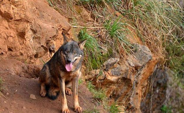 Cerca de 36.000 personas piden al Gobierno de Cantabria que no autorice la caza de 34 lobos en un año