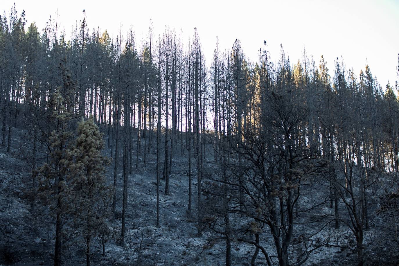 Vuelven a sus casas 4.500 vecinos desalojados por el incendio de Gran Canaria