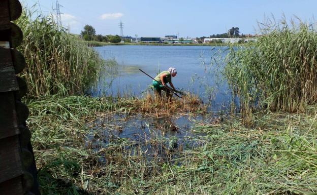 Continúan los trabajos de mantenimiento en la Red EcoAstillero XXI de Espacios Naturales Municipales