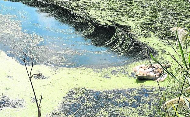 Aparecen varias aves muertas en los humedales de Cuchía