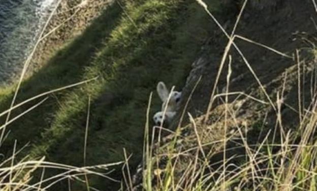 Denuncian la peligrosidad del espacio canino de Mataleñas