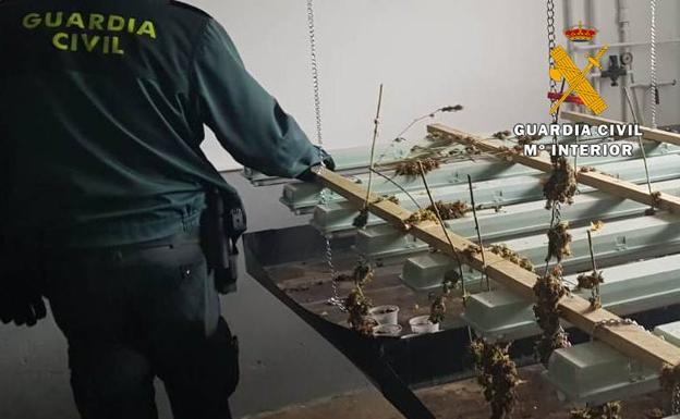 Desmantelada una plantación en Cieza con 333 plantas de marihuana