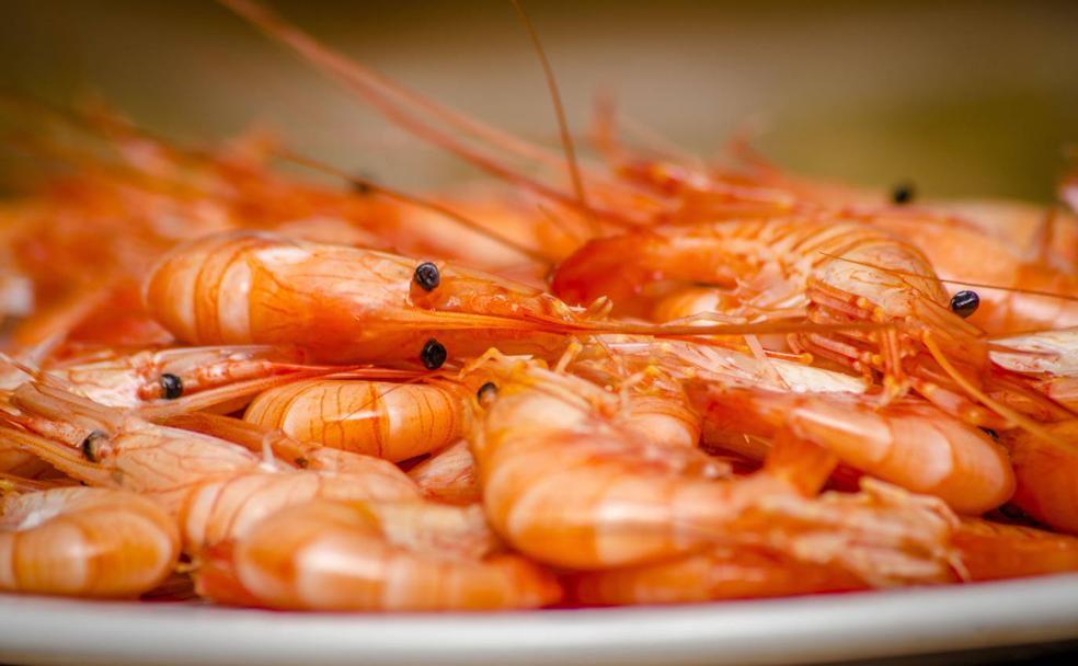 ¿Cuántos tipos de gambas conoces?