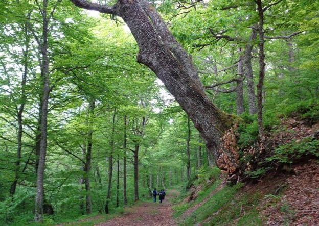 Por el Monte de Soto, entre hayas y robles