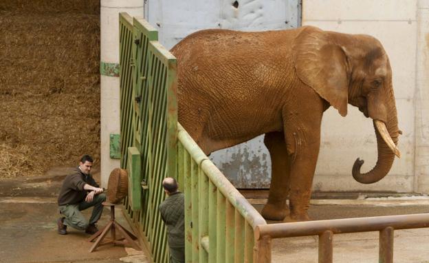 La puesta a punto de Cabárceno recibe una inyección de medio millón de euros