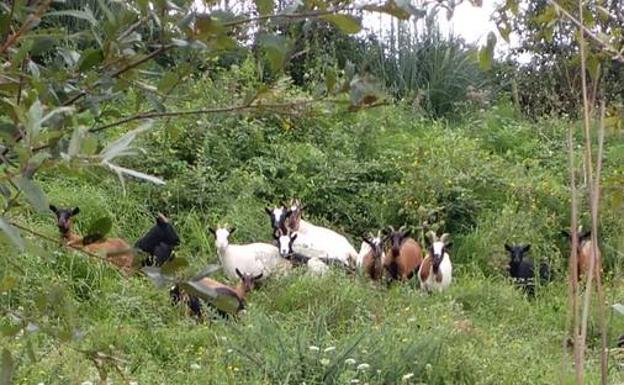 Un rebaño de cabras colabora en el mantenimiento de los espacios naturales de Astillero