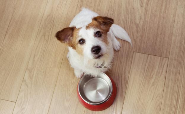 Recetas con comida casera para perros