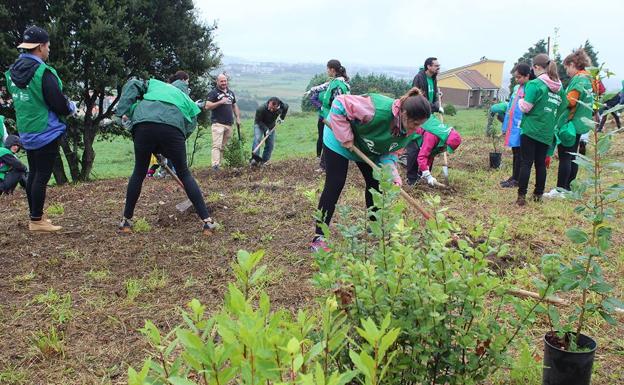 Bosques de Cantabria celebra este fin de semana dos plantaciones populares de árboles autóctonos en Colindres