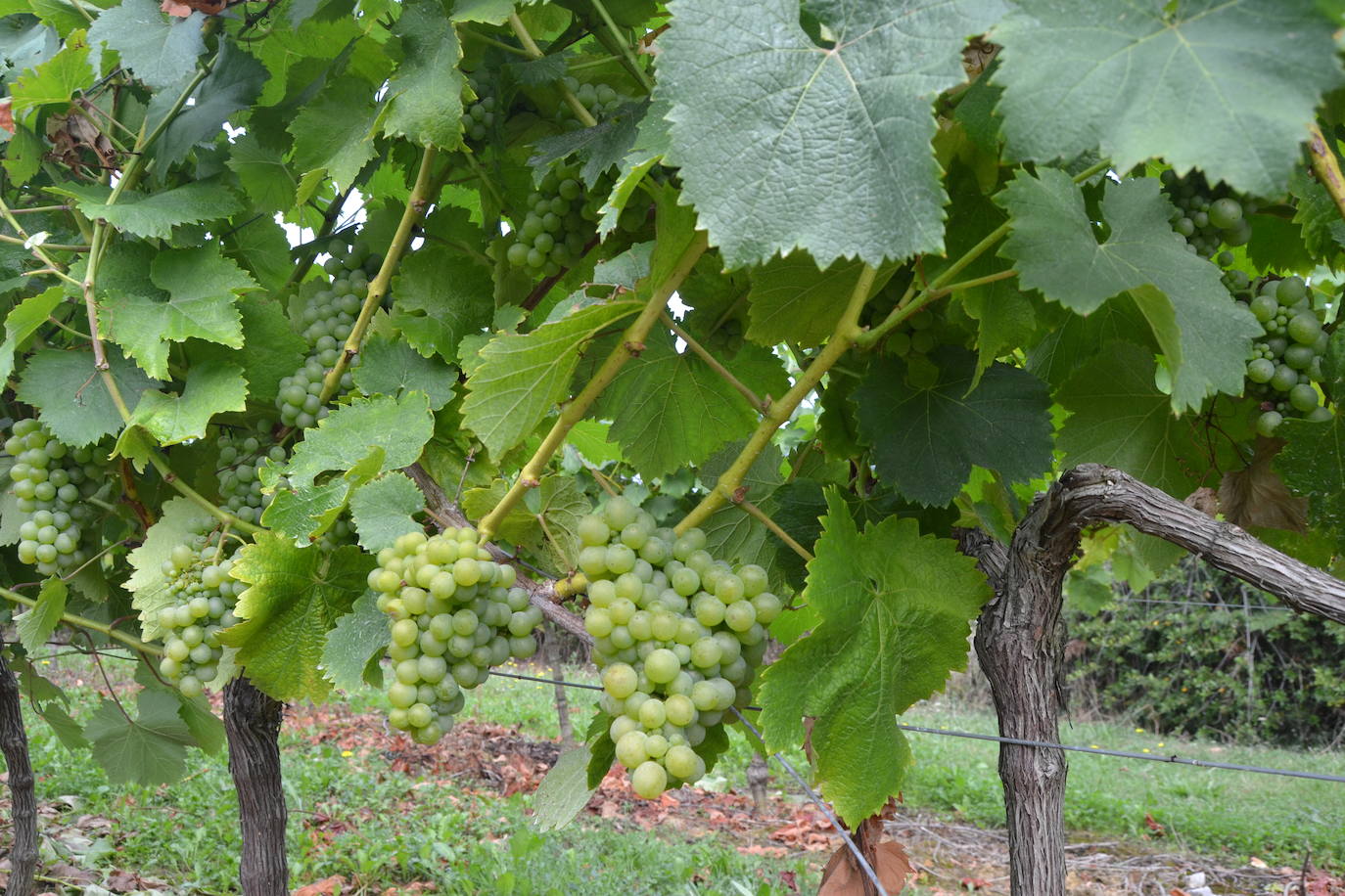 Conoce el Centro de Turismo Enológico de Bodegas Vidular, en Noja