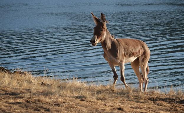 Un tenaz expolicía salva a una burra atrapada durante tres años en el islote de un lago de EE UU