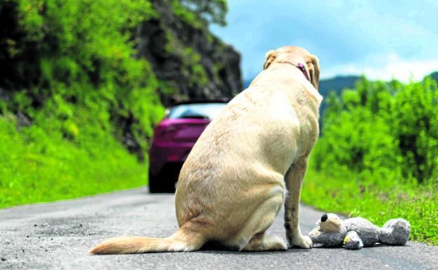 Cuando el dueño sale malo: la mayor pesadilla de las mascotas