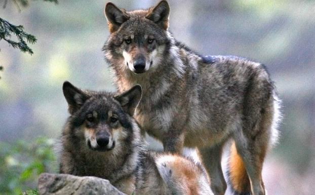 La Asociación para la Conservación del Lobo recurre ante el Tribunal Superior el plan cántabro de gestión de la especie