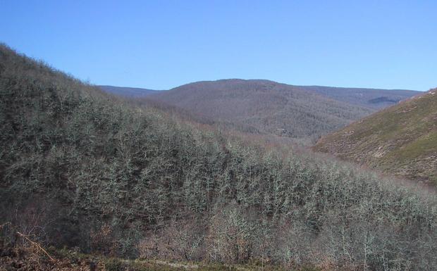 El robledal de monte Hijedo, una joya de la naturaleza cántabra