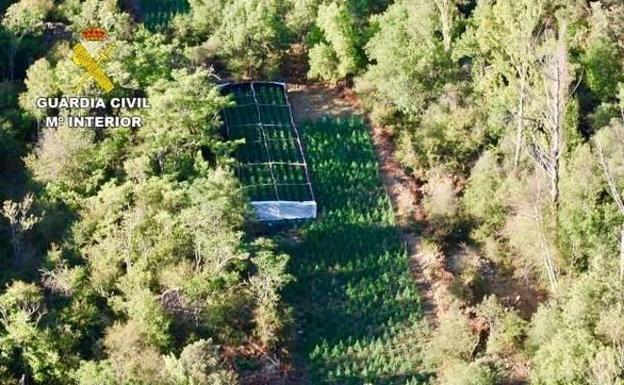 Desmantelada una plantación con 4.600 plantas de marihuana en un parque natural de Guadalajara