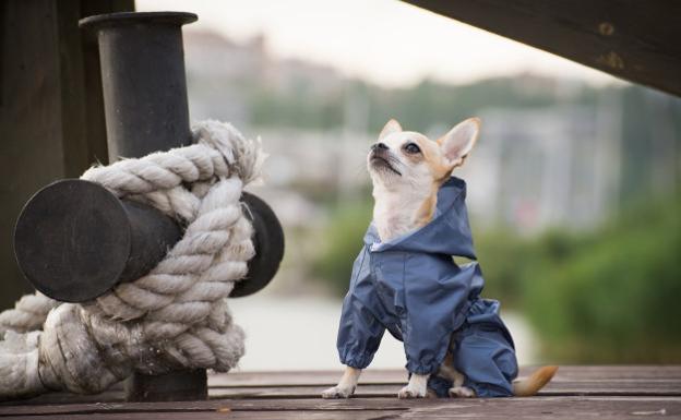 Los perros cántabros, a la conquista de la pasarela en El Corte Inglés
