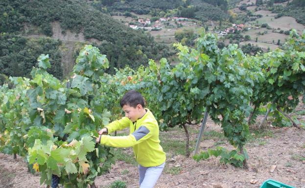 Tiempo de vendimia en Liébana