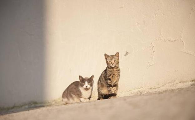 Polanco abre a los vecinos su ordenanza de protección animal