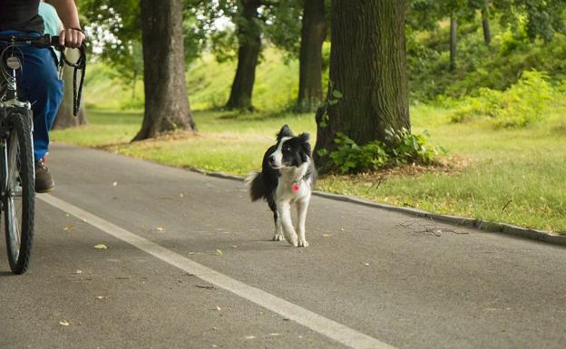 Descubre las claves para pasear con tu perro en bicicleta