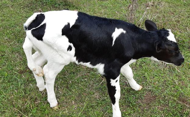 Nace en Escalante un ternero frisón con cinco patas