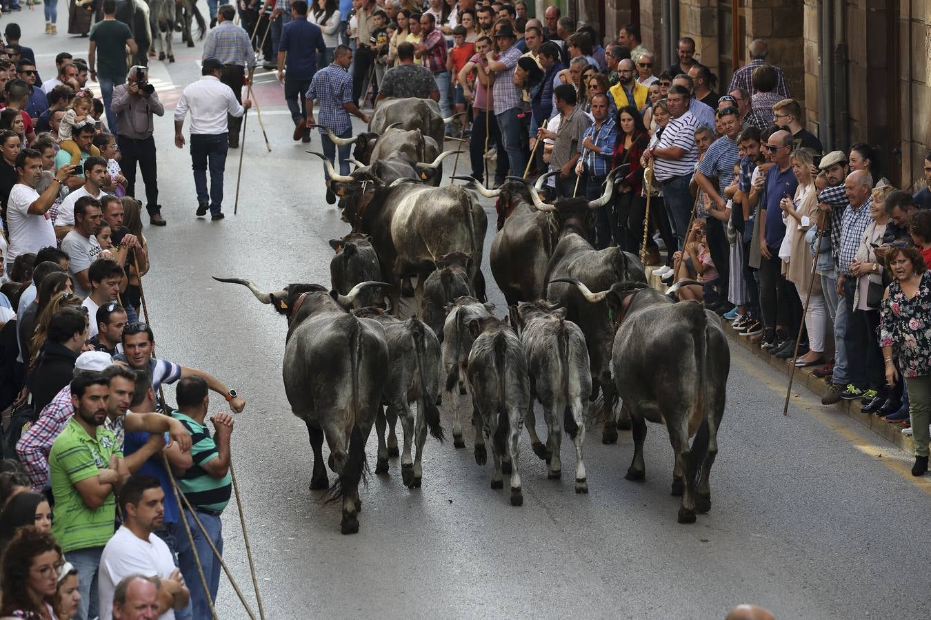 Cabezón de la Sal reivindica la raza autóctona en la Olimpiada del Tudanco