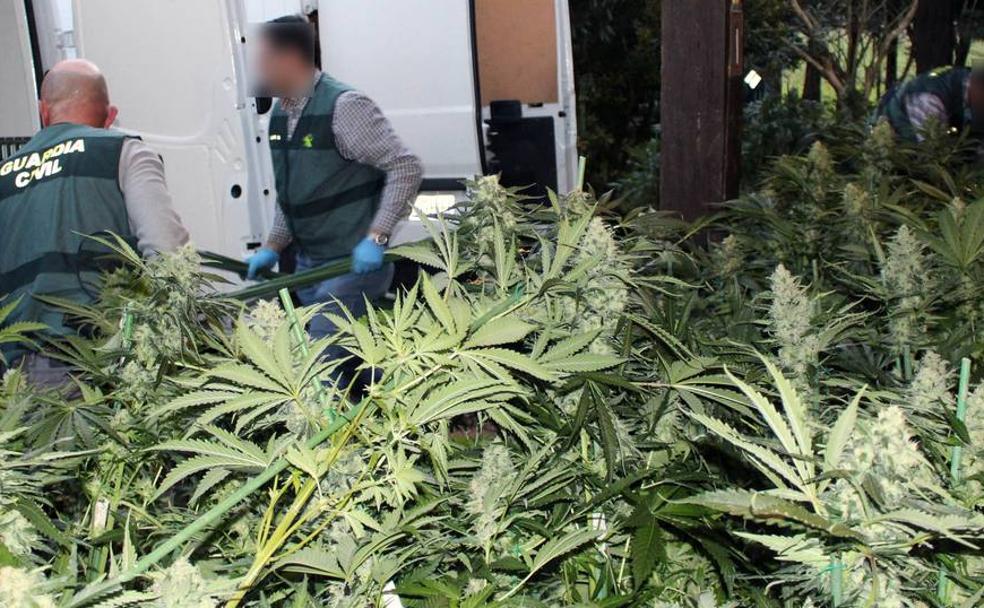 Jaque a la marihuana en la 'Cantabria verde'