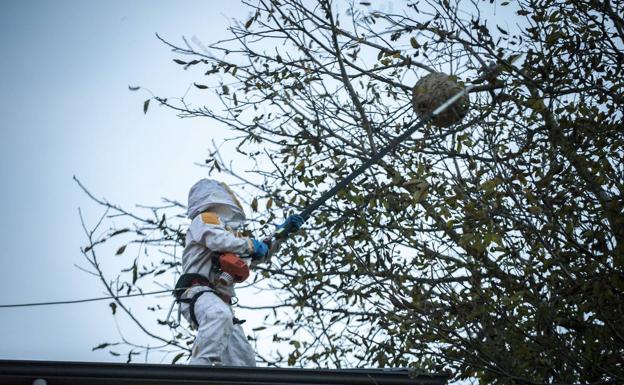 Los ayuntamientos critican la lista de espera de Tragsa para quitar nidos de avispa asiática