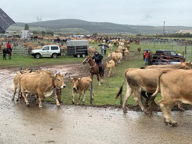 La feria de Requejo registra un gran número de ventas de terneros y potros