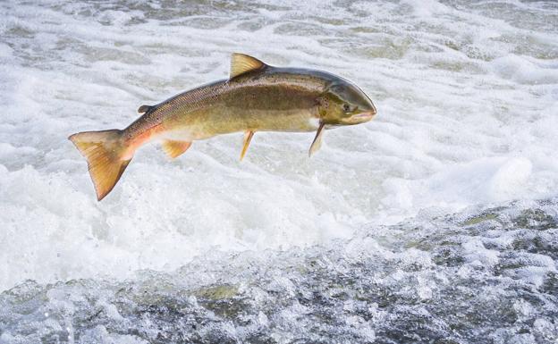 Conoce las cinco especies del salmón salvaje de Alaska