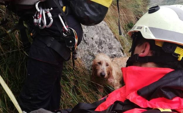 Los bomberos rescatan a un perro que llevaba dos días enriscado en Bejes