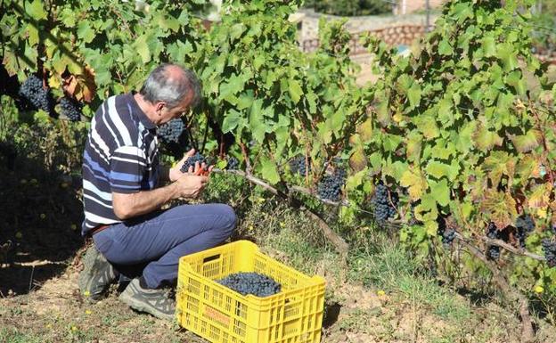 Lusía, Premio Optimum al Mejor Tinto de Cantabria 2019