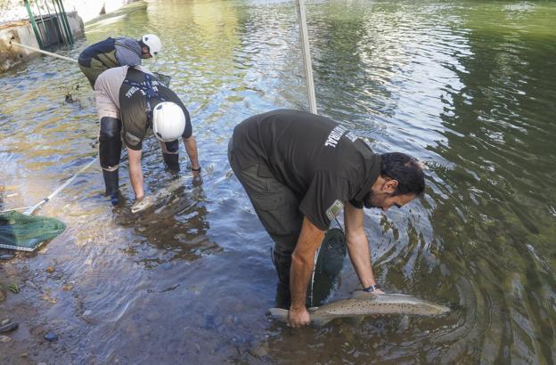 Medio Natural captura salmones en Puente Viesgo para su reproducción