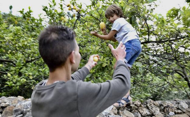 Desarrollo Rural y Alfoz de Lloredo estudian líneas de apoyo a emprendedores en negocios relacionados con el limón