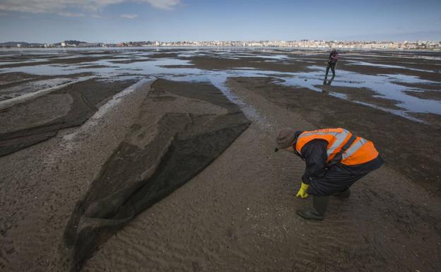 El Gobierno abre la campaña de la almeja en la bahía con un cupo de 1.600 kilos