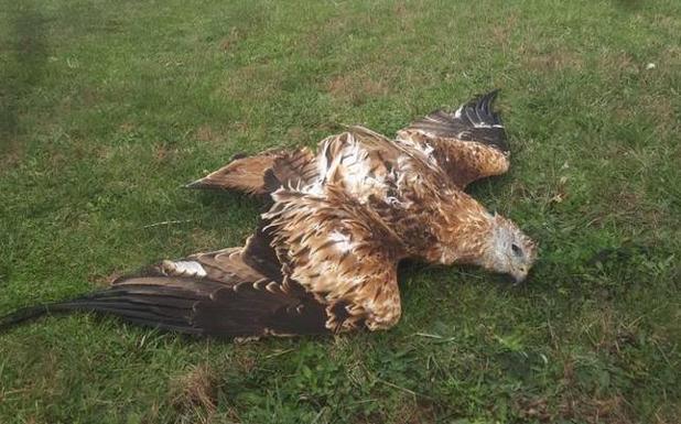 Medio Natural investiga la aparición de varios animales muertos en Valdeolea