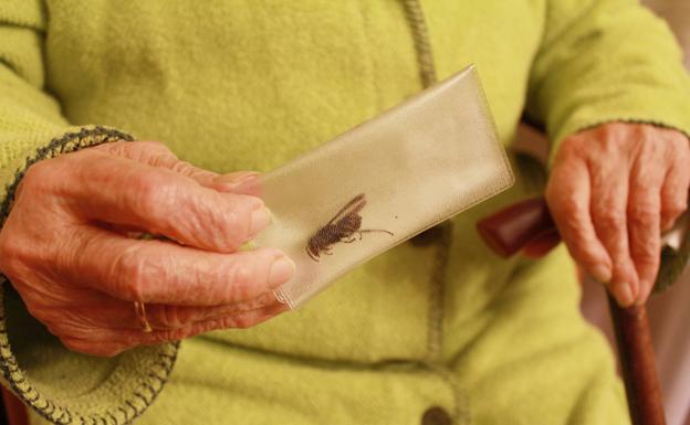 Una vallisoletana de 96 años pasa cuatro días en la UCI por una picadura de avispa asiática en Torrelavega