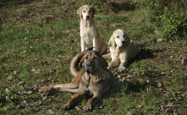 El Gobierno subvenciona los vallados y los mastines para proteger al ganado de los lobos