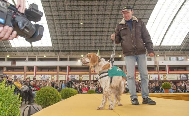 Se buscan hogares para un centenar de perros abandonados