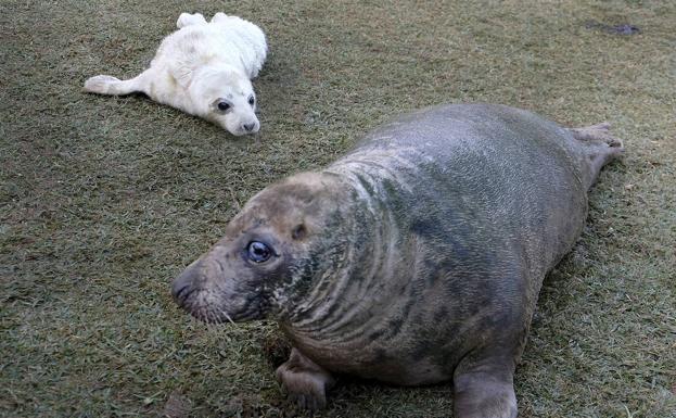 Nace una foca gris en el minizoo de la Magdalena