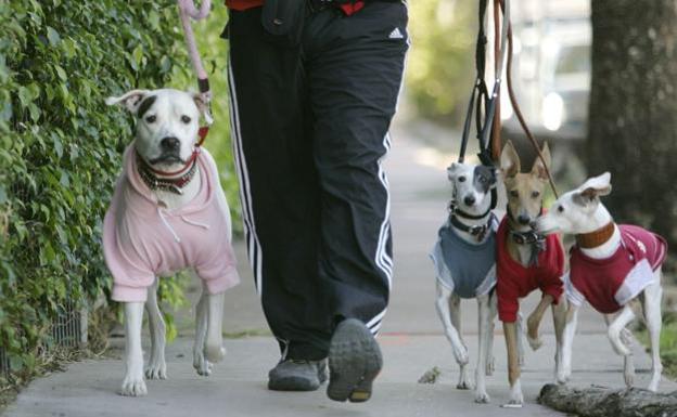 ¿Los perros pasan frío? ¿Hay que abrigarlos?